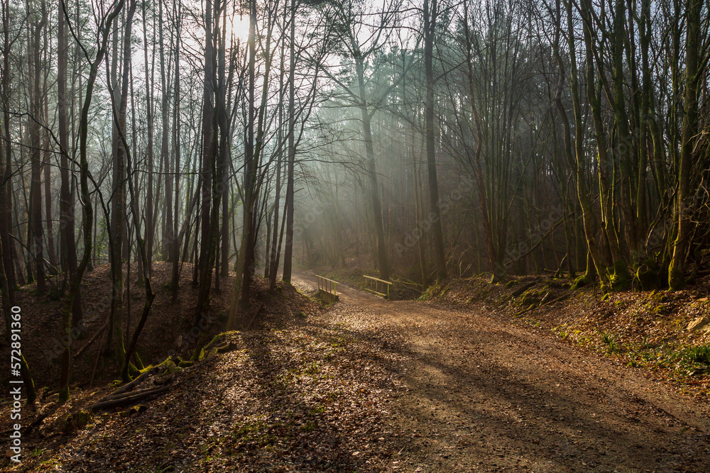 Sunlight and mist in woodland, on a winter's morning