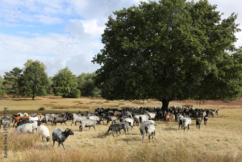 Eine Herde Heidschnucken in der Lüneburger Heide