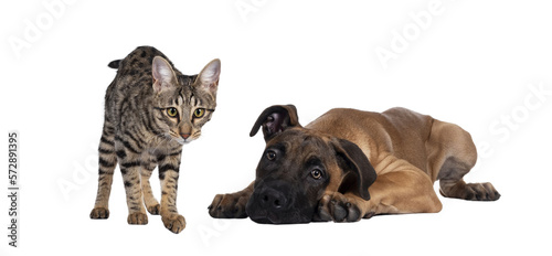 Savannah F7 cat and Boerboel malinois cross breed dog  playing together. Cat standing looking to camera  dog laying down. Isolated cutout on transparent background.