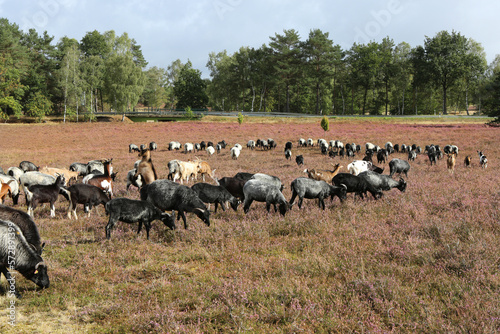 Eine Herde Heidschnucken in der Lüneburger Heide