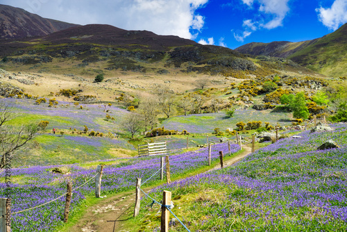 Bluebells in Rannerdale in the English Lake District