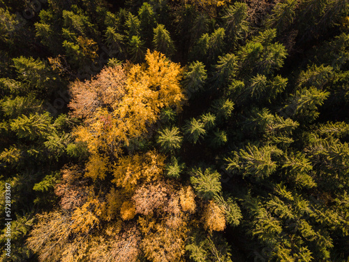 Aerial view of tree canopies in autumn colours