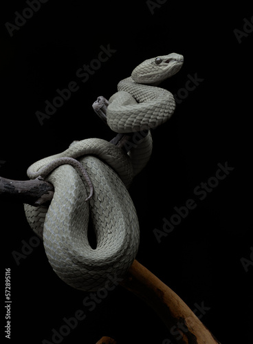 albino viper snake on black background 