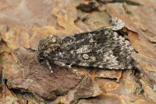 Closeup of the Poplar Grey owlet moth  Subacronicta megacephala sitting on wood in the garden