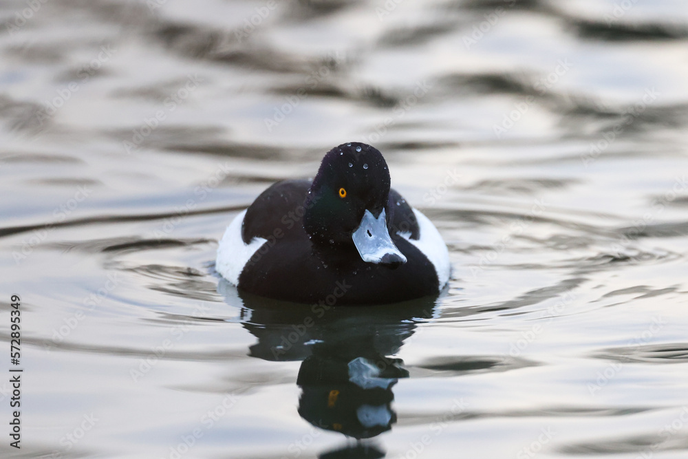 Fototapeta premium Tufted duck, Alythtya fuligula