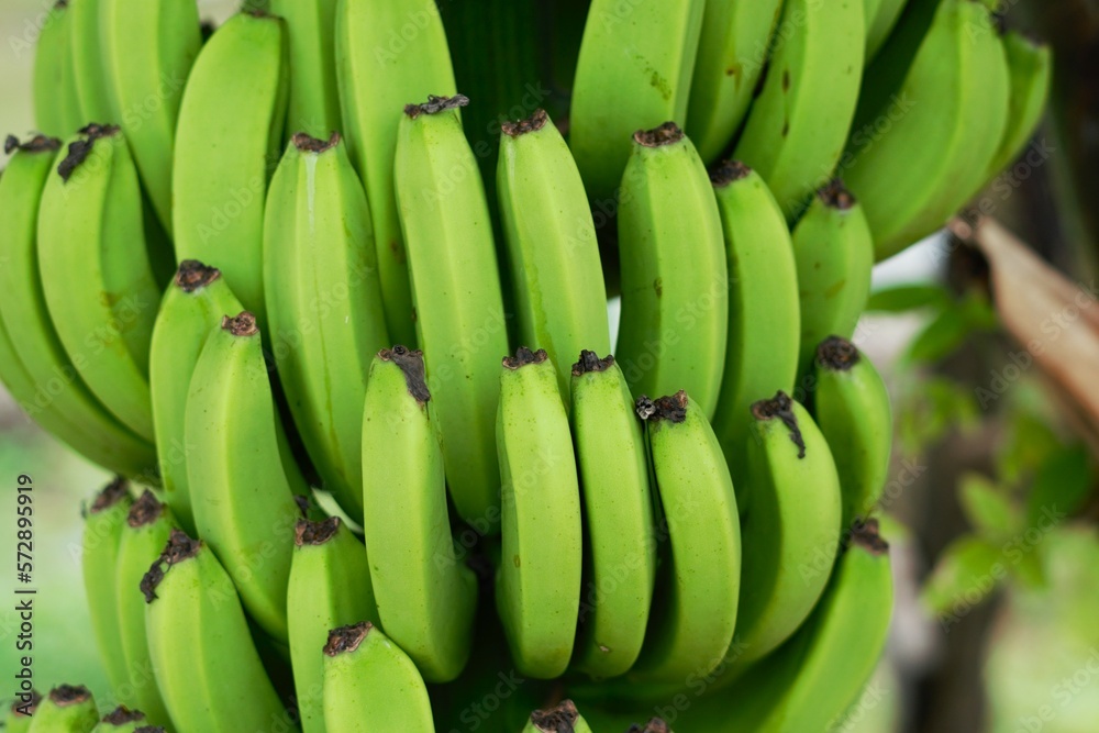 close up image of banana hanging on the tree