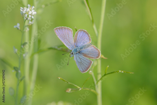 Mazarine blue butterfly (Cyaniris semiargus) with wings open.