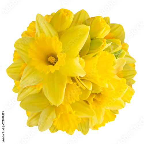 Daffodils isolated on white background