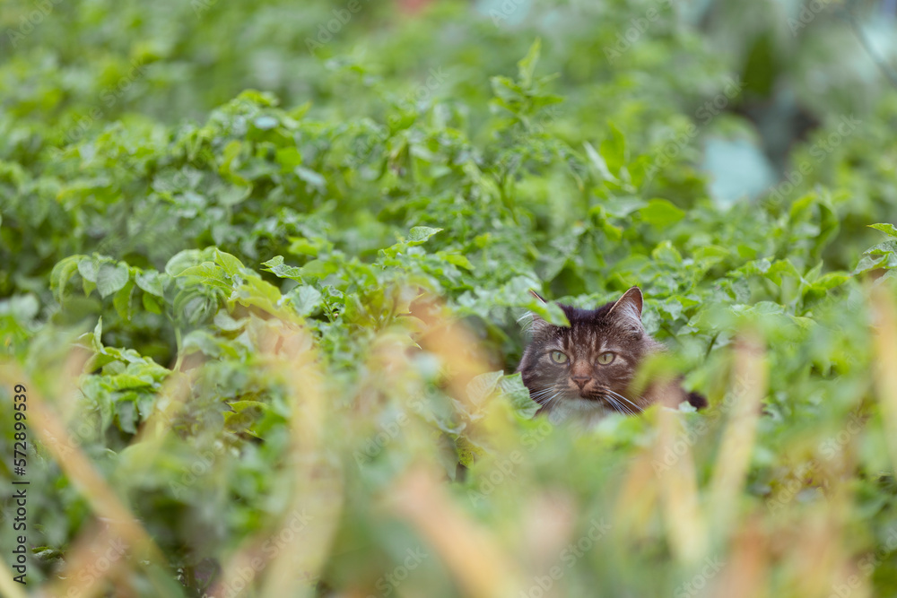 A cat hiding in a potatoe field