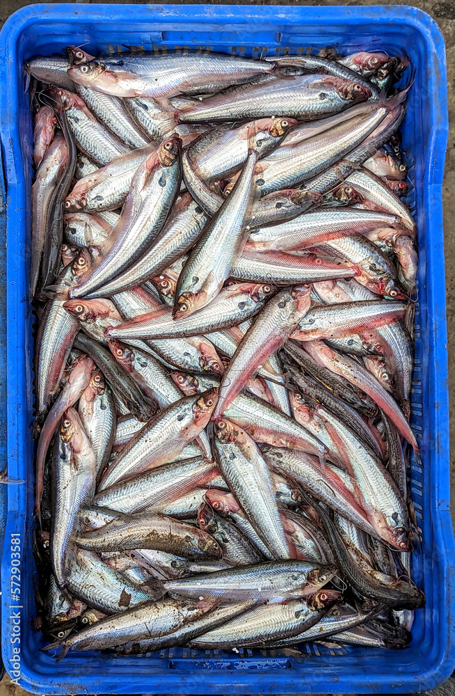 Fototapeta premium Fresh water Pabda fish at the fish market.