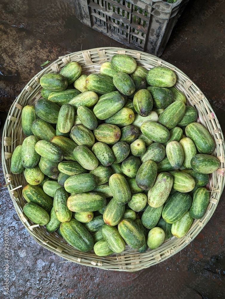 Lots of green medium sized cucumbers in a bucket