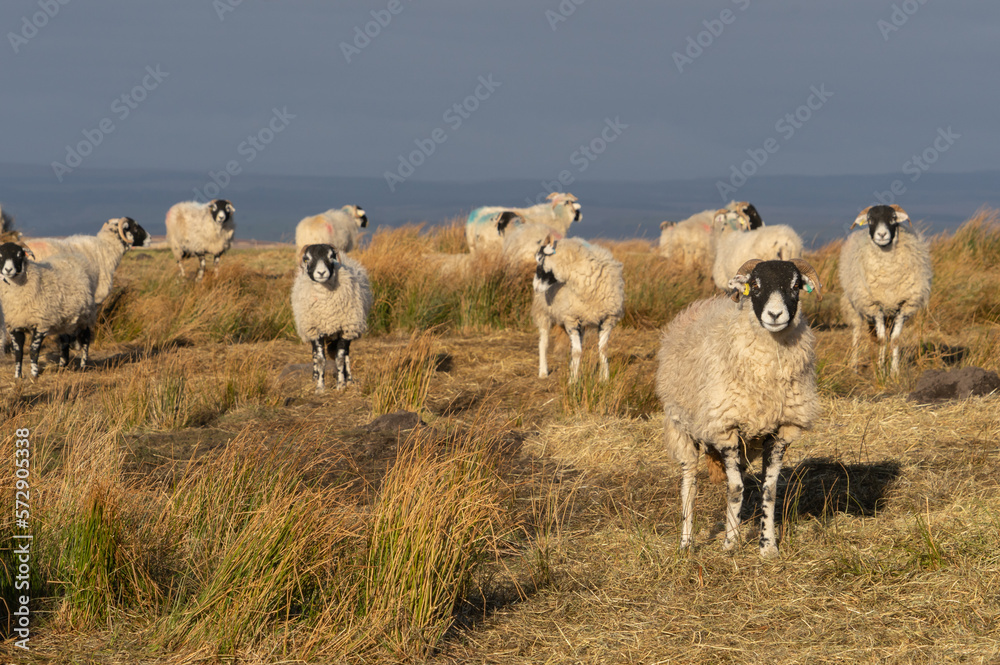 Fototapeta premium Swaledale ewes on a moor in Northumberland, UK