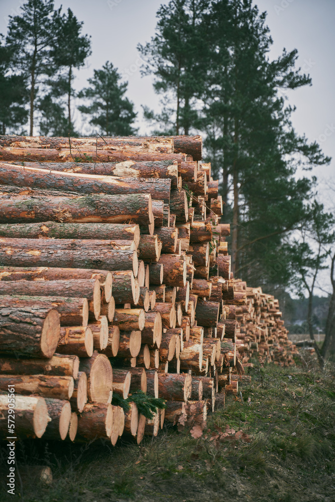 Lumber stored in stacked piles in forest. Close up of wooden logs sorted.