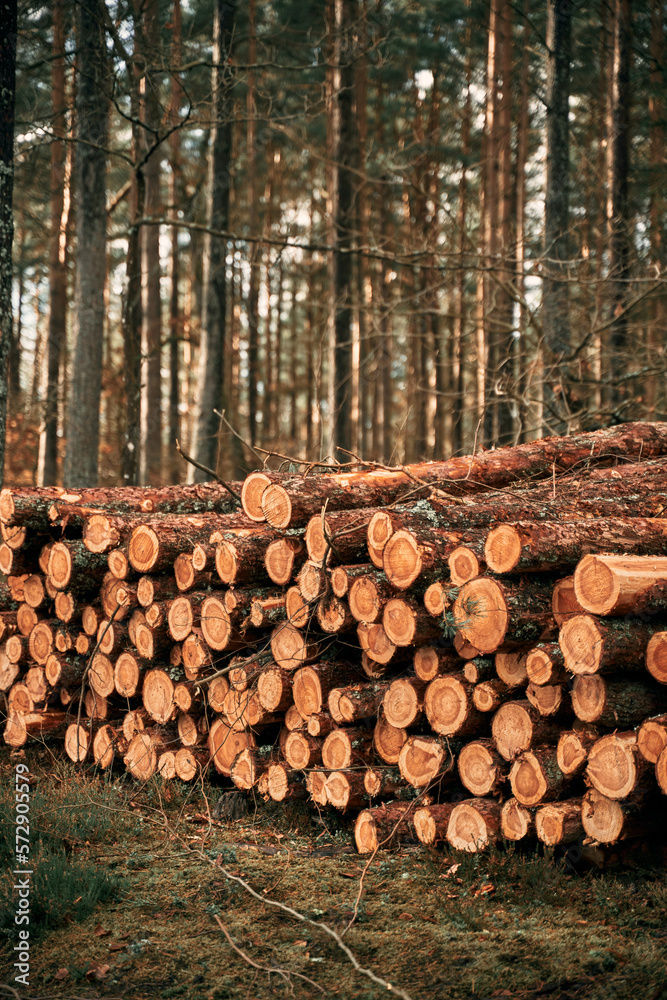 tree trunks logs in row near the forest road