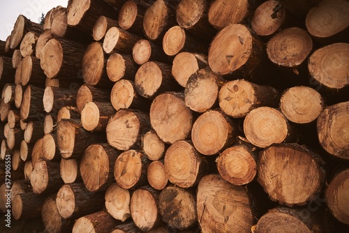 Log trunks pile  the logging timber wood industry. Forest pine and spruce trees.