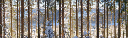 Sunlight shines through the trunks of conifers in winter season, panoramic view. Mountains covered with snow in the background