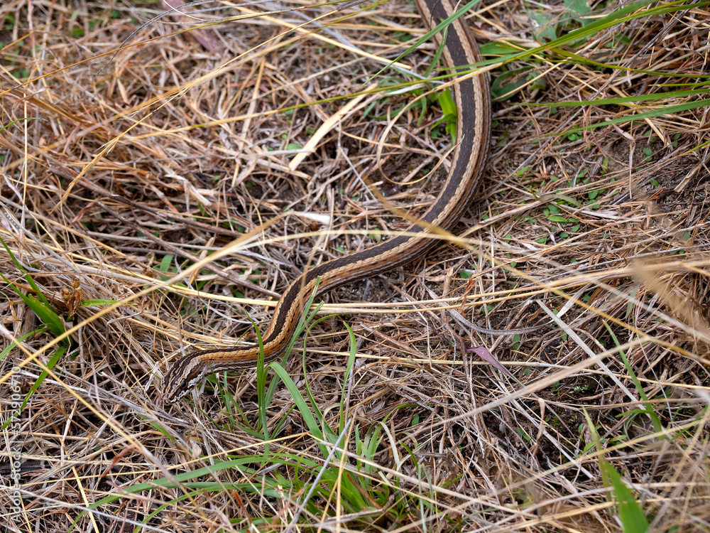 A Lateral Water Snake, Thamnosophis lateralis, crawls in the grass..Zombitse-Vohibasia National Park Madagascar A Lateral Water Snake, Thamnosophis lateralis, crawls in the grass..Zombitse-Vohibasia National Park Madagascar