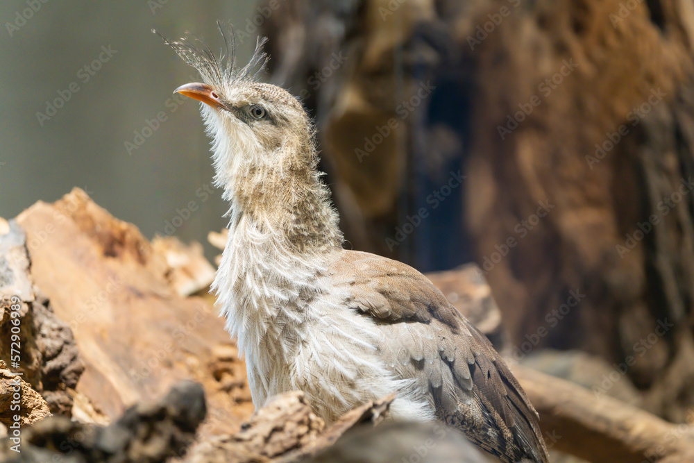 Close-up of Red-legged seriema (Cariama cristata), also known as the crested cariama and crested seriema Close-up of Red-legged seriema (Cariama cristata), also known as the crested cariama and crested seriema