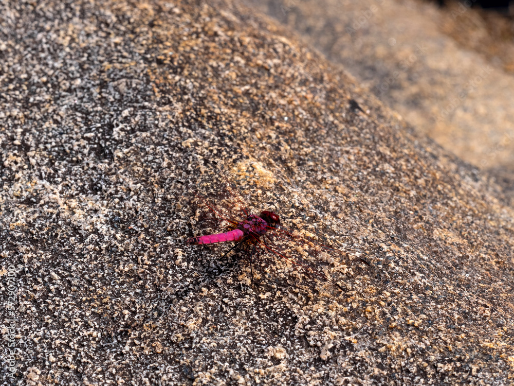 A beautiful red dragonfly sits on a large boulder in Andringitra National Park. Madagascar. A beautiful red dragonfly sits on a large boulder in Andringitra National Park. Madagascar.