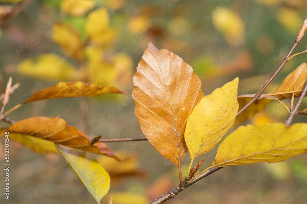 autumn leaves autumn leaves
