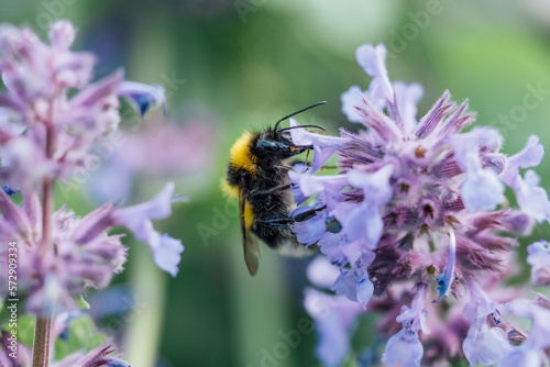 Honey bee pollinates lavender flowers. Plant decay with insects., sunny lavender. Lavender flowers in field. Soft focus, Close-up macro image wit blurred background. © Serenkonata