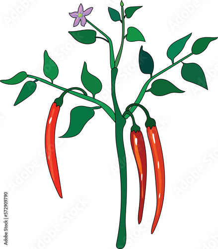 Chili pepper plant with red fruits and green leaves isolated on white background