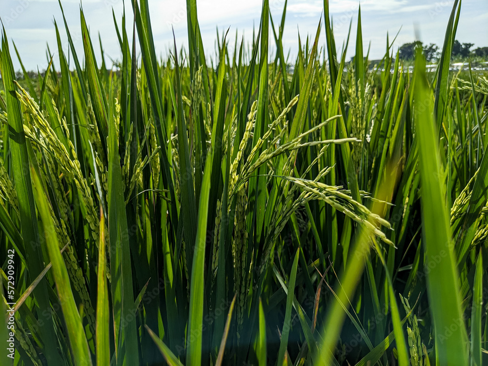 Obraz premium rice plants with blue sky background