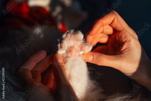Blossom paw of white cat in female hands. Close-up view.