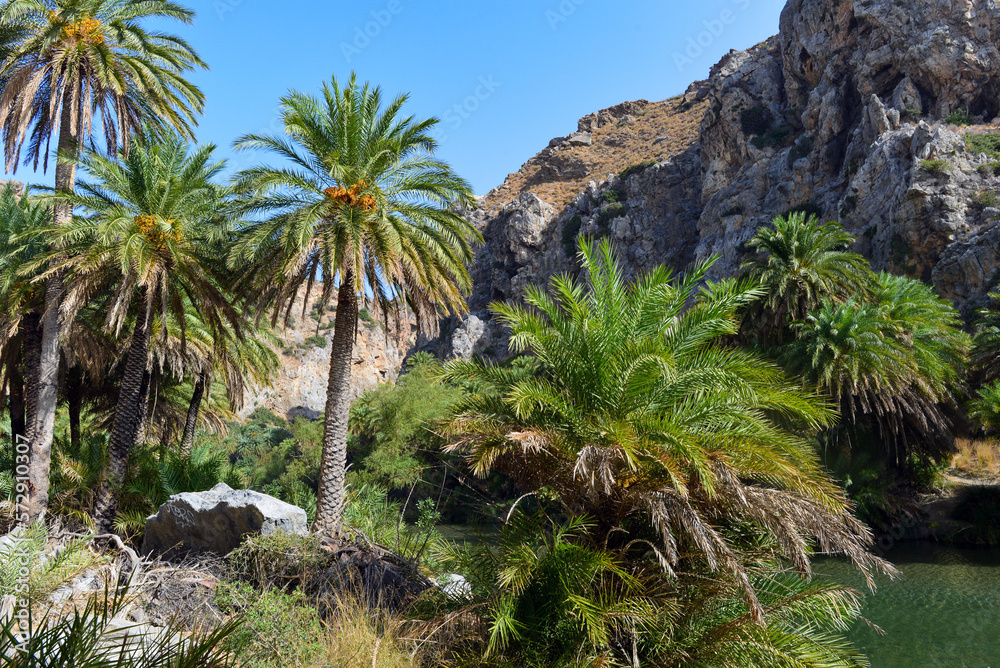 Obraz premium Palmenhain von Preveli an der Südküste von Kreta