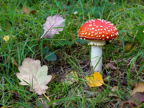 Woodland mushroom close up