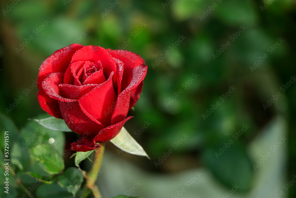 Selective focus on red rose in a garden Selective focus on red rose in a garden