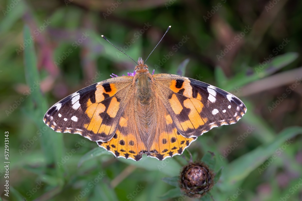 Painted lady butterfly on flower Painted lady butterfly on flower