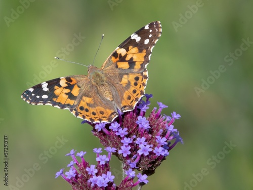 Painted lady butterfly on flower © mark