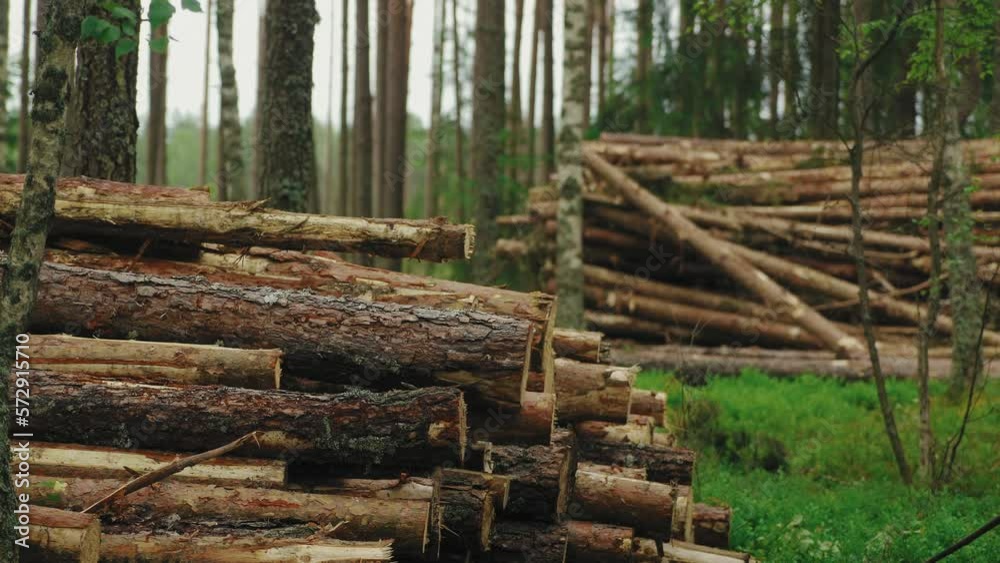 Long Row Of Timber Stock In Forest. Harvester Machine Unloads Timber Stock From Back. Timber Stock For Further Transportation To Processing Factory. Collecting Wood To Manufacture Building Materials. Long Row Of Timber Stock In Forest. Harvester Machine Unloads Timber Stock From Back. Timber Stock For Further Transportation To Processing Factory. Collecting Wood To Manufacture Building Materials.
