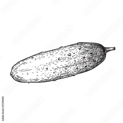 Cucumber hand drawn sketch style. Fresh farm market whole cucumber. Detailed vector illustration isolated on white background.