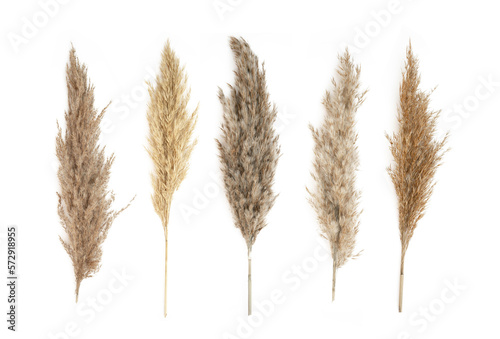 Collage of different type of Pampas Grass isolated on white background. Copy space.