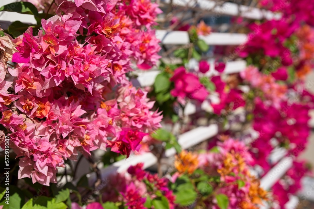 Beautiful blossom Bougainvillea or Paper flower at white metal fence.                         ฺ    