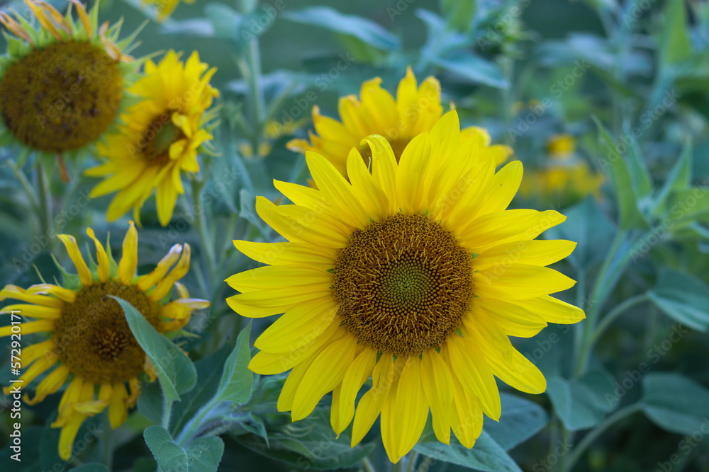 Fototapeta premium Natural sunflower plant, garden photograph