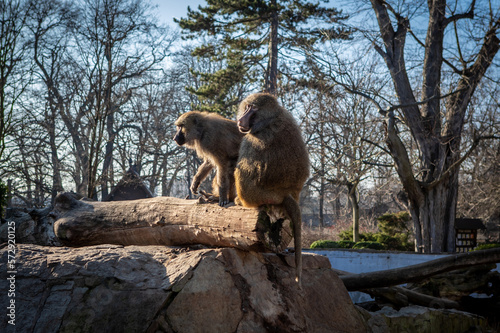 Yellow baboons (Papio cynocephalus). A couple sitting on the rock in the park. 
