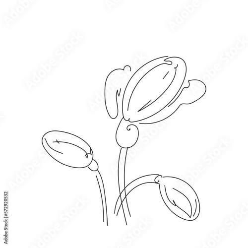 Poppy flower one continuous line art. Decoration blossom botanical floral element. Vector doodle illustration.