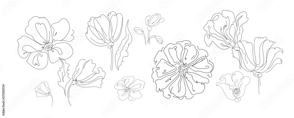Poppy flower one continuous line art. Decoration blossom botanical floral element. Vector doodle  illustration.