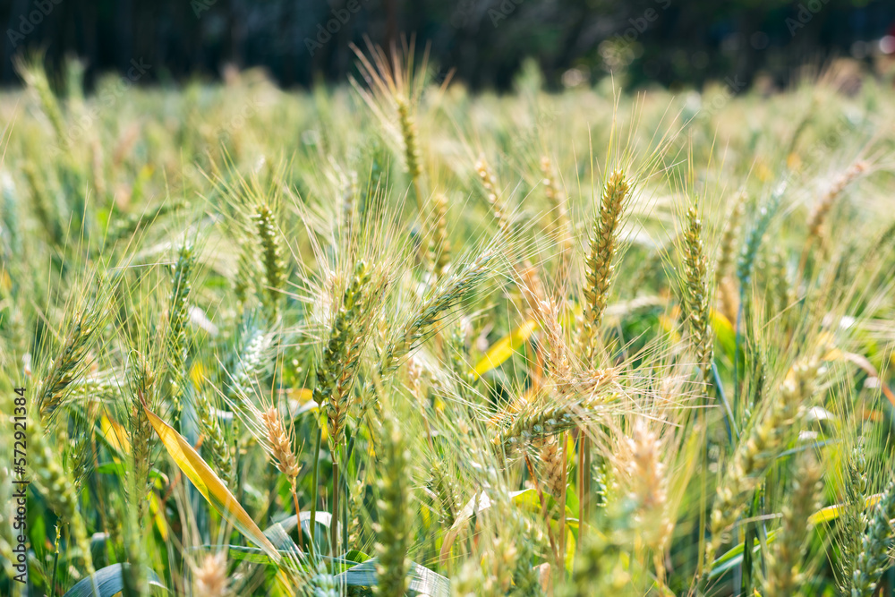 Wheat growing in the wheat field Wheat growing in the wheat field
