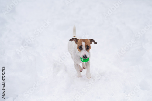 Fototapeta Naklejka Na Ścianę i Meble -  Jack Russell Terrier dog playing ball in the snow. 