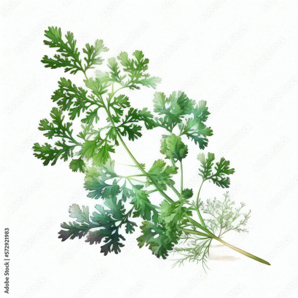 Dessin de plante aromatique - Persil Dessin de plante aromatique - Persil