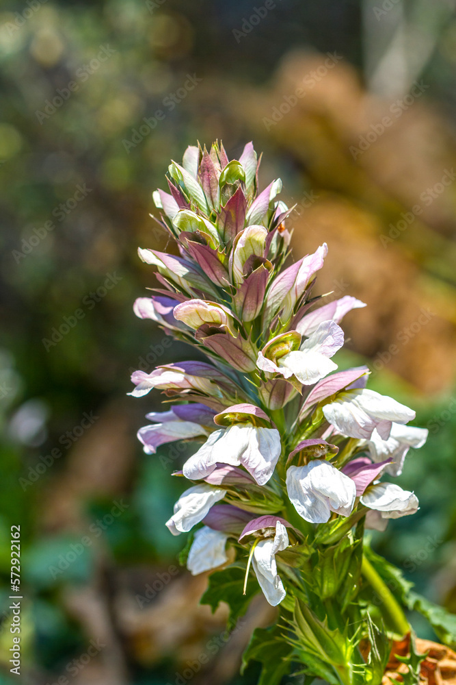 Beautiful flowering wreath of a plant in a botanical garden Beautiful flowering wreath of a plant in a botanical garden