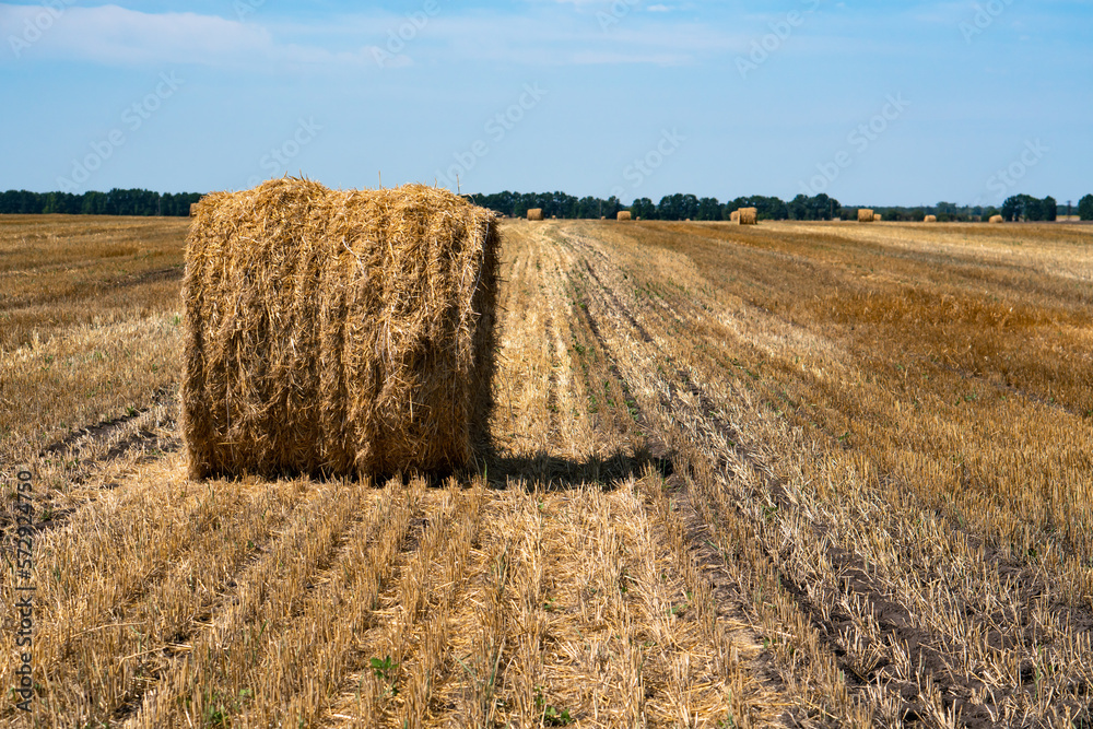 Hay bale. Agriculture field with sky. Rural nature in the farm land. Straw on the meadow.