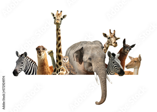 Group of different wild animals standing behind banner on white background  collage
