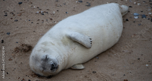 Seal pup