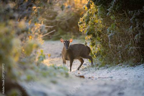 Obraz na plátně deer in the woods