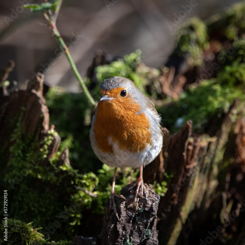 Fototapeta robin on a branch